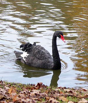 Bild: Schwarzer Schwan