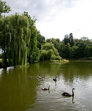 Picture: Swan Pond